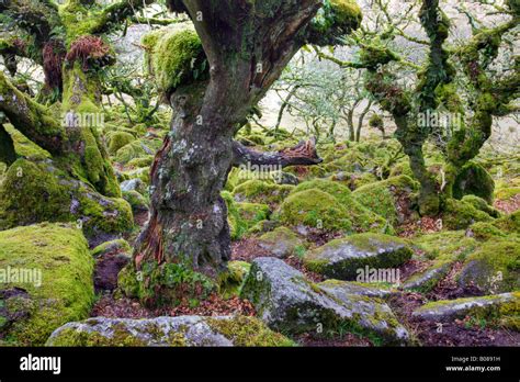 Dartmoor Boulders Hi Res Stock Photography And Images Alamy