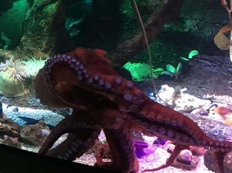 The Zoo Review Species Fact Profile Giant Pacific Octopus