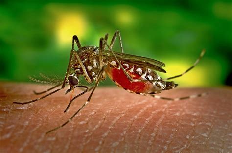 Guna penyembur nyamuk untuk menghalau nyamuk yang selamat untuk anda & keluarga. Cara Sederhana Untuk Mengusir Nyamuk - iFabrix
