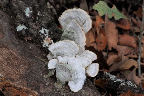 White Bracket Fungi On Tree Free Stock Photo Public Domain Pictures