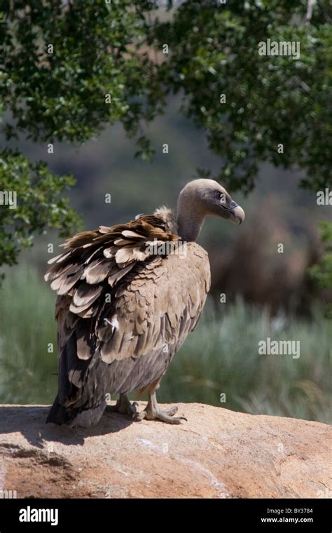 Griffon Vulture Gyps Fulvus Stock Photo Alamy