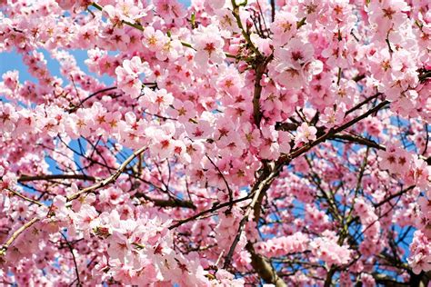 Shirofugen Cherry Blossom Tree Bright Pink Fragrant