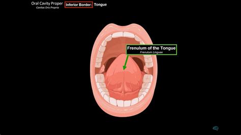 Oral Cavity Proper Palate And Tongue Oral Cavity Anatomy Youtube