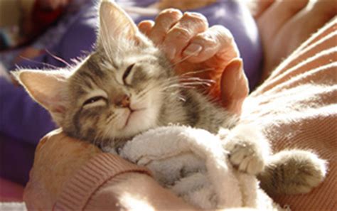 Information is the best defense against this! Feline Social Behavior and Selection of a New Kitten
