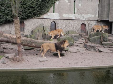 From Flora To Fauna Artis Zoo Amsterdam Cityoftheweek