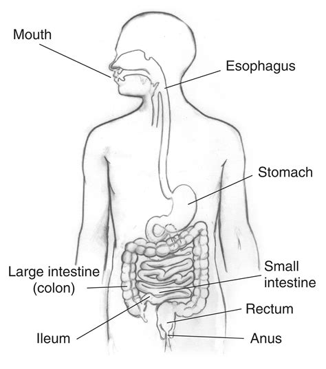 Digestive Tract With The Mouth Esophagus Stomach Small Intestine