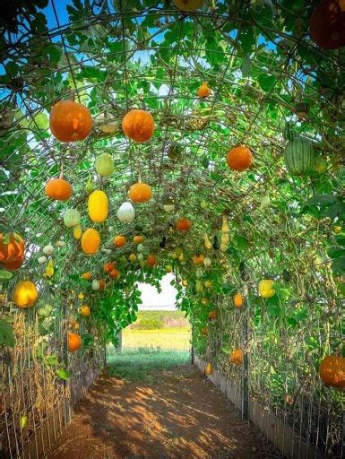 25 Sturdy Pumpkin Trellis Ideas For Vertical Gardens