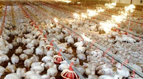 Layer Poultry Farming Information Guide Agri Farming