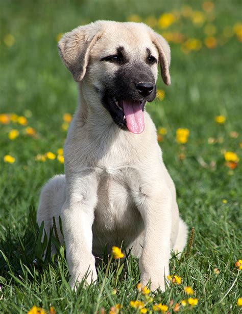 Kangal Dog Breed Profile Personality Facts