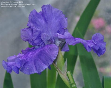 Plantfiles Pictures Tall Bearded Iris Indigo Princess Iris By