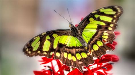 Use them in commercial designs under lifetime, perpetual & worldwide rights. Colorful Butterfly Wallpaper - WallpaperSafari