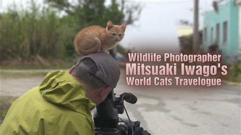 Wildlife Photographer Mitsuaki Iwagos World Cats Travelogue