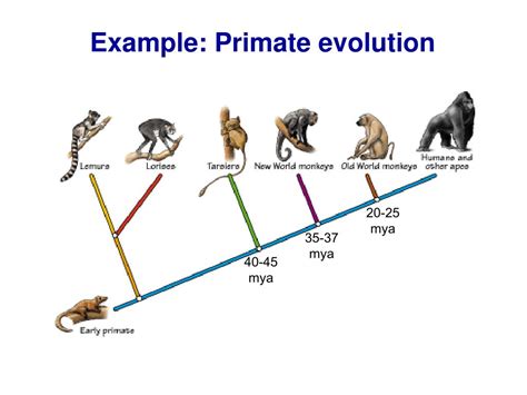 Ppt Class 9 Phylogenetic Trees Powerpoint Presentation Free