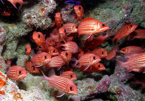 Fish Species Unique To Hawaii Dominate Deep Coral Reefs In Northwestern