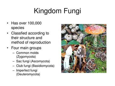 Ppt Classification Of Fungi Powerpoint Presentation Free Download