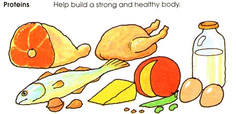 Tim van de vall created: Protein food clipart protein foods clipart 1 - Cliparting.com