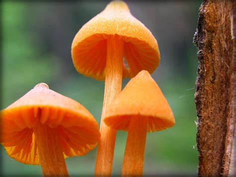 Orange Mushrooms In Michigan Flickr Photo Sharing