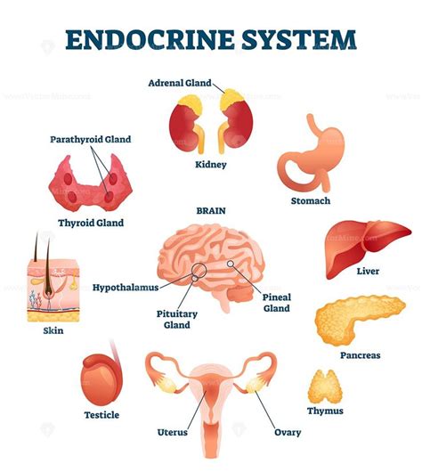 Endocrine System Vector Illustration Endocrine System Endocrine System Hormones Endocrine