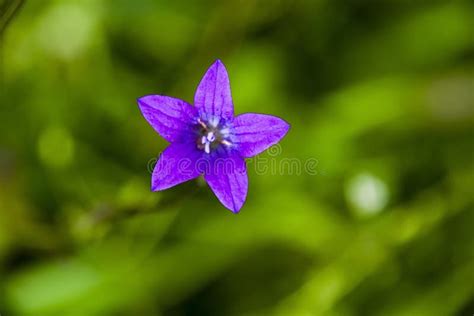Bell Spreading Campanula Purple Flower Macro Stock Image Image Of