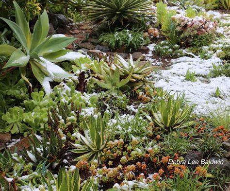 Cold Weather Care For Outdoor Succulents By Region