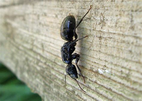 Carpenter Ants Queen Picture Of Carpenter