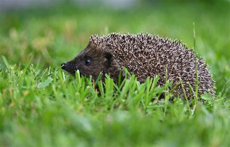 How to make your garden hedgehog-friendly | Wildlife Online