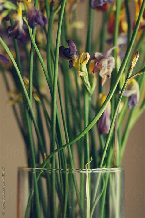 Whether sending flowers for a celebration, a sombre occasion, to say sorry, or for romantic reasons, we have arrangements to suit your needs. Vase of dried freesia flowers by Kerry Murphy - Stocksy United