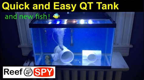 Quick And Easy Quarantine Tank And New Fish Youtube