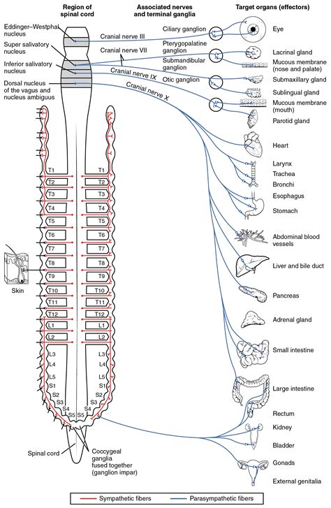 An online study guide to learn about the structure and function of the human nervous system parts using interactive animations and diagrams demonstrating all the essential facts about its organs. Divisions of the Autonomic Nervous System · Anatomy and ...