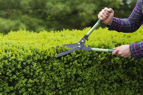 how to trim hedges airtasker us
