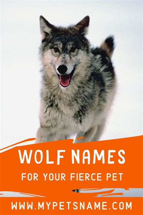 Wolf Names Wolf Name Funny Wolf Pet Names
