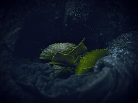 Free Images Water Nature Plant Sunlight Leaf Flower Underwater
