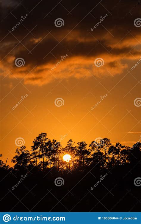 Sun Peeks Through Fl Scrub Pines At Sunrise Stock Photo Image Of