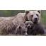 Animal Bear With 2 Beautiful Cub  HD Wallpapers