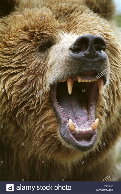 Bear Roaring High Resolution Stock Photography And Images Alamy