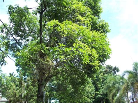 Pohon Tanjung Klasifikasi Persebaran Manfaat Dan Cara Budidaya