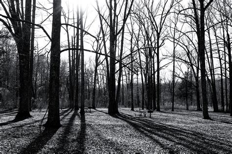 Tree Shadows Photograph By Tammy Chesney Fine Art America