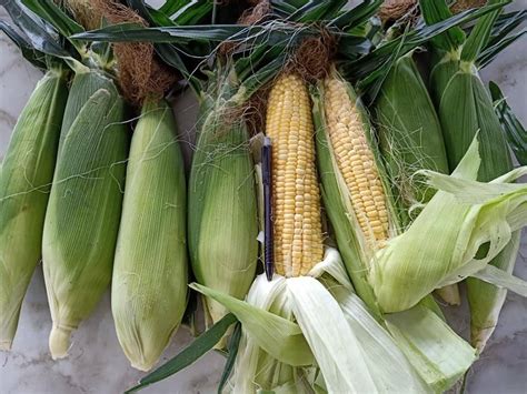Tempat makan dikelilingi kolam ternyata bukan cuma dimiliki oleh kota bandung saja lho. Langkah Mudah Tanam Jagung Gred A Di Tepi Rumah Je, Isi ...