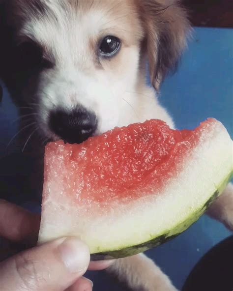 Fruit Loving Doggo 🍉 Raww