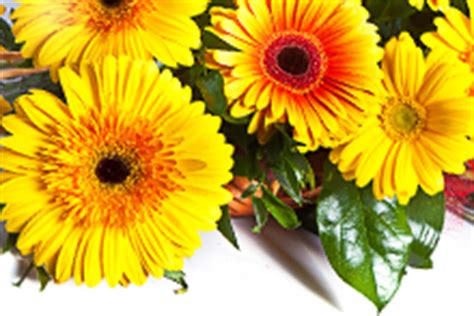 Additional information about 2510 broadway, scottsbluff, ne, 69361. SCOTTSBLUFF, NE Same-Day Flower Delivery | Send a Gift ...