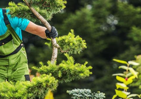 Tree Inspection 101 What You Need To Know Professional Tree Service