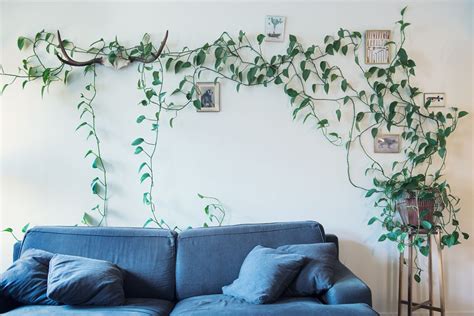 Be minded, plant climbs to get access to more light, so you can direct its growth here. Ellika Henrikson Photography | Living wall indoor, Wall ...