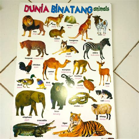 Jual Poster Hewangambar Binatangbelajar Edukasi Mengenal Nama Hewan