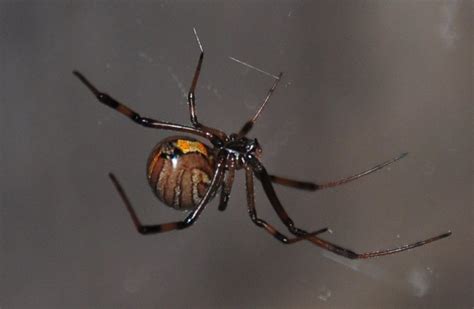Black Widow Spiders Declining Because Brown Widows Hunt Them Down