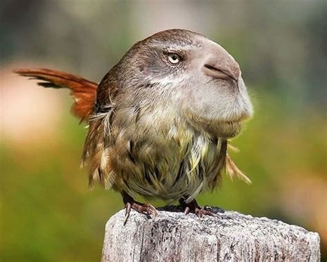 Sure, if you are a cinephile or work in the industry, they probably won't surprise you. Funny Image Collection: Funny Animal Pictures With ...