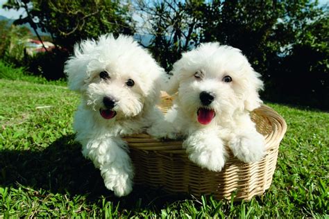 5 Things to Know About Bichon Frise Puppies | Greenfield Puppies