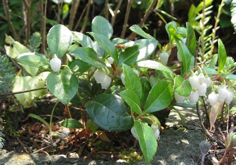 Capital Naturalist By Alonso Abugattas Wintergreen Teaberry