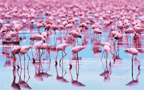 Pink Flamingos 1440x900 Download