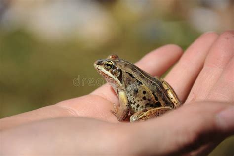 Small Brown Frog Close Up Stock Photo Image Of Rana 148184294