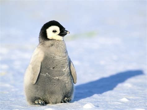Cute Baby Emperor Penguin Penguins Pinguins Pinterest Penguins
